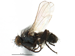  ( - CCDB-23518-D12)  @11 [ ] CreativeCommons - Attribution (2015) CBG Photography Group Centre for Biodiversity Genomics