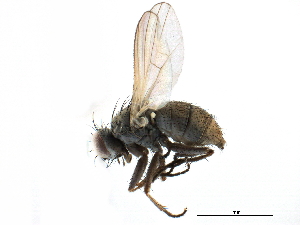  ( - CCDB-23518-E02)  @11 [ ] CreativeCommons - Attribution (2015) CBG Photography Group Centre for Biodiversity Genomics