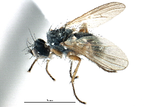  ( - CCDB-23518-E07)  @11 [ ] CreativeCommons - Attribution (2015) CBG Photography Group Centre for Biodiversity Genomics