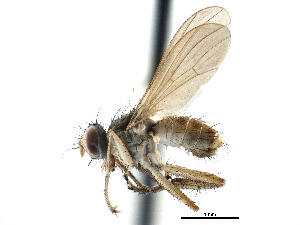  ( - CCDB-23518-E11)  @11 [ ] CreativeCommons - Attribution (2015) CBG Photography Group Centre for Biodiversity Genomics