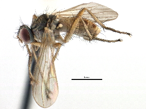  ( - CCDB-23518-E12)  @11 [ ] CreativeCommons - Attribution (2015) CBG Photography Group Centre for Biodiversity Genomics