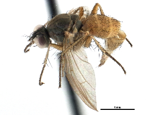  ( - CCDB-23518-F02)  @11 [ ] CreativeCommons - Attribution (2015) CBG Photography Group Centre for Biodiversity Genomics