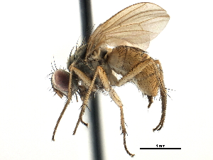  ( - CCDB-23518-F03)  @11 [ ] CreativeCommons - Attribution (2015) CBG Photography Group Centre for Biodiversity Genomics