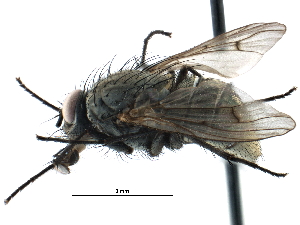  ( - CCDB-23518-G08)  @15 [ ] CreativeCommons - Attribution (2015) CBG Photography Group Centre for Biodiversity Genomics