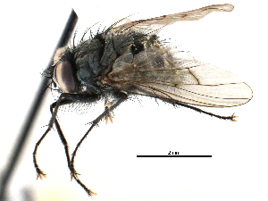  ( - CCDB-23518-G09)  @14 [ ] CreativeCommons - Attribution (2015) CBG Photography Group Centre for Biodiversity Genomics