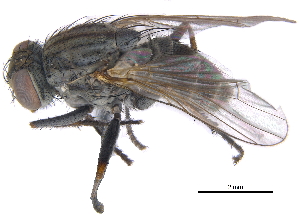  ( - CCDB-23519-B12)  @13 [ ] CreativeCommons - Attribution (2015) CBG Photography Group Centre for Biodiversity Genomics