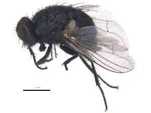  ( - CCDB-23519-C01)  @13 [ ] CreativeCommons - Attribution (2015) CBG Photography Group Centre for Biodiversity Genomics