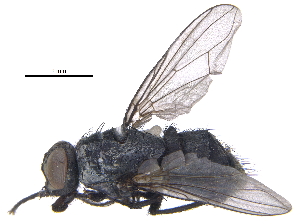  ( - CCDB-23519-C05)  @13 [ ] CreativeCommons - Attribution (2015) CBG Photography Group Centre for Biodiversity Genomics