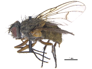  (Phaonia aberrans - CCDB-23519-G06)  @16 [ ] CreativeCommons - Attribution (2015) CBG Photography Group Centre for Biodiversity Genomics