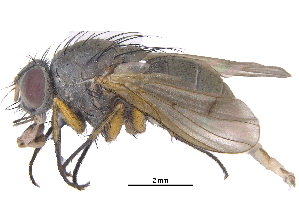  ( - CCDB-23519-H01)  @15 [ ] CreativeCommons - Attribution (2015) CBG Photography Group Centre for Biodiversity Genomics