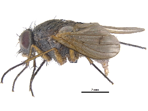  (Phaonia fuscana - CCDB-23519-H03)  @15 [ ] CreativeCommons - Attribution (2015) CBG Photography Group Centre for Biodiversity Genomics