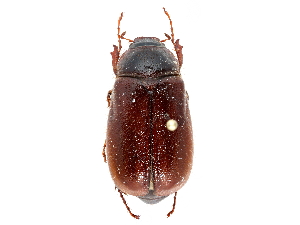  (Phyllophaga longispina - CCDB-23520-D10)  @14 [ ] CreativeCommons - Attribution (2015) CBG Photography Group Centre for Biodiversity Genomics