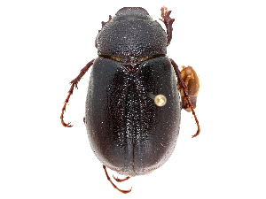  (Phyllophaga luctuosa - CCDB-23520-D11)  @14 [ ] CreativeCommons - Attribution (2015) CBG Photography Group Centre for Biodiversity Genomics