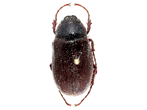  (Phyllophaga marginalis marginalis - CCDB-23520-E04)  @13 [ ] CreativeCommons - Attribution (2015) CBG Photography Group Centre for Biodiversity Genomics