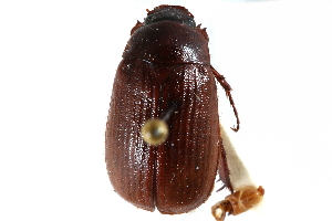  ( - CCDB-23521-F10)  @14 [ ] CreativeCommons - Attribution (2015) CBG Photography Group Centre for Biodiversity Genomics
