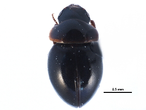  (Agathidium angulare - CCDB-23523-H03)  @14 [ ] CreativeCommons - Attribution (2015) CBG Photography Group Centre for Biodiversity Genomics