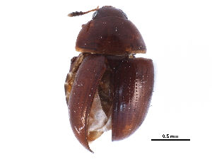  (Leiodes neglecta - CCDB-23523-H09)  @13 [ ] CreativeCommons - Attribution (2015) CBG Photography Group Centre for Biodiversity Genomics