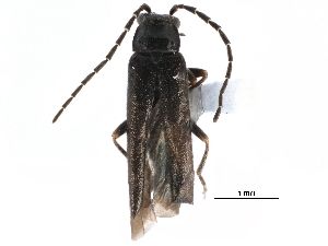  ( - CCDB-23524-C09)  @11 [ ] CreativeCommons - Attribution (2015) CBG Photography Group Centre for Biodiversity Genomics