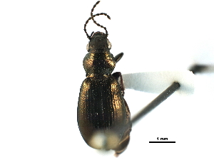  (Diacheila polita - CCDB-23524-G04)  @14 [ ] CreativeCommons - Attribution (2015) CBG Photography Group Centre for Biodiversity Genomics