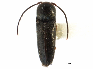 ( - CCDB-28930-F09)  @11 [ ] CreativeCommons - Attribution (2015) CBG Photography Group Centre for Biodiversity Genomics