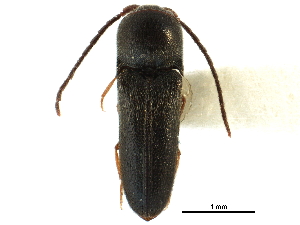  ( - CCDB-28930-F10)  @11 [ ] CreativeCommons - Attribution (2015) CBG Photography Group Centre for Biodiversity Genomics