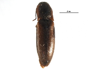  ( - CCDB-28931-C06)  @11 [ ] CreativeCommons - Attribution (2015) CBG Photography Group Centre for Biodiversity Genomics