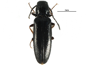  (Oestodes tenuicollis - CCDB-28931-C12)  @14 [ ] CreativeCommons - Attribution (2015) CBG Photography Group Centre for Biodiversity Genomics