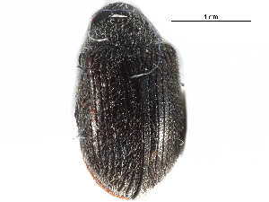  ( - CCDB-28932-A05)  @11 [ ] CreativeCommons - Attribution (2015) CBG Photography Group Centre for Biodiversity Genomics