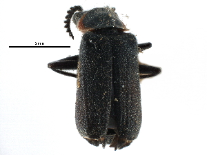  (Malachius auritus - CCDB-28932-C07)  @11 [ ] CreativeCommons - Attribution (2015) CBG Photography Group Centre for Biodiversity Genomics
