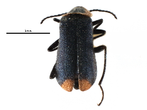  ( - CCDB-28932-C08)  @11 [ ] CreativeCommons - Attribution (2015) CBG Photography Group Centre for Biodiversity Genomics