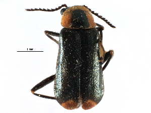  ( - CCDB-28932-C09)  @11 [ ] CreativeCommons - Attribution (2015) CBG Photography Group Centre for Biodiversity Genomics