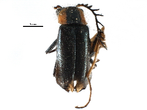  ( - CCDB-28932-C10)  @11 [ ] CreativeCommons - Attribution (2015) CBG Photography Group Centre for Biodiversity Genomics