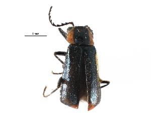  ( - CCDB-28932-C11)  @11 [ ] CreativeCommons - Attribution (2015) CBG Photography Group Centre for Biodiversity Genomics