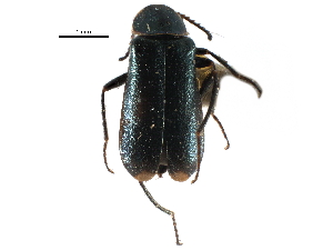  (Malachius mixtus - CCDB-28932-D02)  @11 [ ] CreativeCommons - Attribution (2015) CBG Photography Group Centre for Biodiversity Genomics