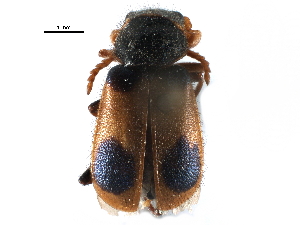  (Collops versatilis - CCDB-28932-D12)  @11 [ ] CreativeCommons - Attribution (2015) CBG Photography Group Centre for Biodiversity Genomics