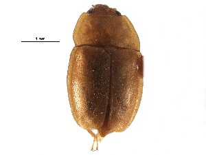  (Epuraea hornii - CCDB-28932-G07)  @11 [ ] CreativeCommons - Attribution (2015) CBG Photography Group Centre for Biodiversity Genomics