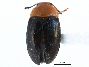  (Triplax flavicollis - CCDB-28933-C06)  @15 [ ] CreativeCommons - Attribution (2015) CBG Photography Group Centre for Biodiversity Genomics