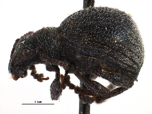  ( - CCDB-28939-B08)  @11 [ ] CreativeCommons - Attribution (2015) CBG Photography Group Centre for Biodiversity Genomics