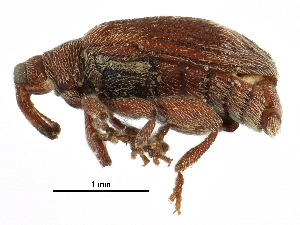  ( - CCDB-28939-B10)  @11 [ ] CreativeCommons - Attribution (2015) CBG Photography Group Centre for Biodiversity Genomics