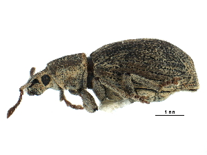  (Aphrastus taeniatus - CCDB-28939-C01)  @11 [ ] CreativeCommons - Attribution (2015) CBG Photography Group Centre for Biodiversity Genomics