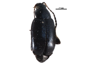  ( - CCDB-28940-A11)  @11 [ ] CreativeCommons - Attribution (2015) CBG Photography Group Centre for Biodiversity Genomics