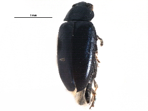  ( - CCDB-28940-A12)  @11 [ ] CreativeCommons - Attribution (2015) CBG Photography Group Centre for Biodiversity Genomics