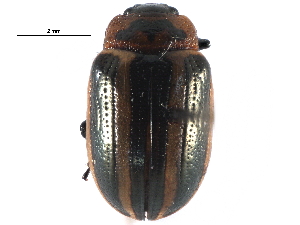  ( - CCDB-28940-H06)  @12 [ ] CreativeCommons - Attribution (2015) CBG Photography Group Centre for Biodiversity Genomics