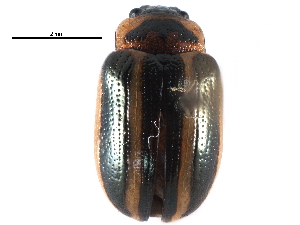  ( - CCDB-28940-H07)  @11 [ ] CreativeCommons - Attribution (2015) CBG Photography Group Centre for Biodiversity Genomics
