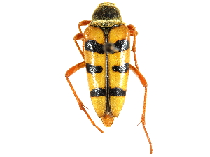  ( - CCDB-28941-F07)  @11 [ ] CreativeCommons - Attribution (2015) CBG Photography Group Centre for Biodiversity Genomics