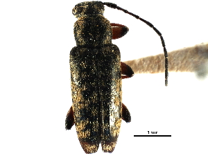  ( - CCDB-28941-F11)  @11 [ ] CreativeCommons - Attribution (2015) CBG Photography Group Centre for Biodiversity Genomics