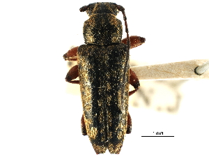  ( - CCDB-28941-F12)  @11 [ ] CreativeCommons - Attribution (2015) CBG Photography Group Centre for Biodiversity Genomics