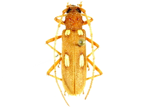  ( - CCDB-28941-G03)  @13 [ ] CreativeCommons - Attribution (2015) CBG Photography Group Centre for Biodiversity Genomics