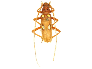  ( - CCDB-28941-G05)  @13 [ ] CreativeCommons - Attribution (2015) CBG Photography Group Centre for Biodiversity Genomics