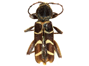  ( - CCDB-28941-H10)  @11 [ ] CreativeCommons - Attribution (2015) CBG Photography Group Centre for Biodiversity Genomics